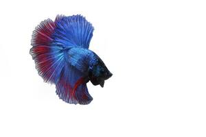 bleu rouge demi Lune betta poisson sur blanc photo