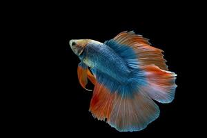 Orange double queue demi Lune betta poisson photo