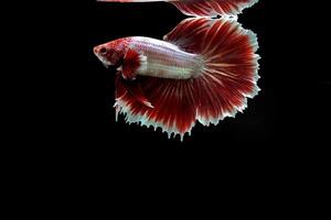 rouge lavande Rose queue betta poisson photo