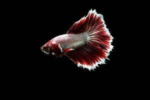 rouge lavande Rose queue betta poisson photo