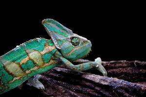 le voilé caméléon ,chamaeleo calyptratus photo