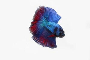 bleu rouge demi Lune betta poisson sur blanc photo