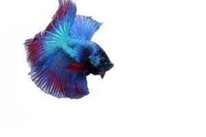 bleu rouge demi Lune betta poisson sur blanc photo