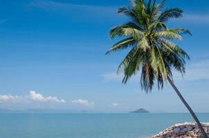 noix de coco arbre et tropical bleu mer dans été photo