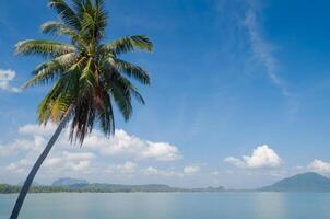 noix de coco arbre et tropical bleu mer dans été photo