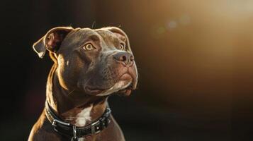 ai généré chien avec une chien collier professionnel la photographie photo