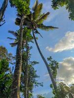 vert arbre avec ciel dans le Contexte photo