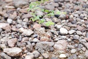 grenouille sur le rochers dans le sauvage photo