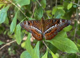 une papillon est assis sur une feuille. il est une beau, coloré insecte dans le commande lépidoptères, ailes couvert avec Balance minuscule couleurs empilés ensemble, création coloré motifs avec une variété de espèces. photo