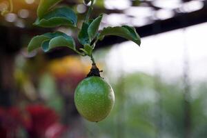 brut passion fruit sur le arbre avoir une rond ou ovale forme coquille Couleur varie par espèces. tel comme le violet variété Jaune et Jaune. fruit peler est épais, brillant, à l'intérieur le fruit contient beaucoup graines. photo