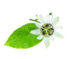 blanc passiflora Edulis fleur. photo