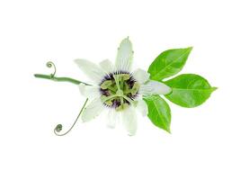 blanc passiflora Edulis fleur. photo