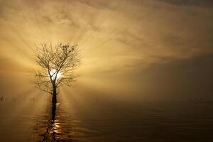 silhouette arbre dans le Lac avec lever du soleil photo