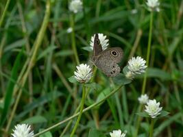 proche en haut de gomphrena cannabis fleur photo