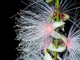 proche en haut de baranda angatensis llanos fleur. photo