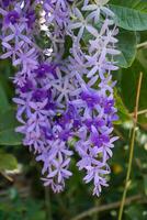 proche en haut de violet fleur Contexte. photo