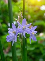 proche en haut violet fleur. photo