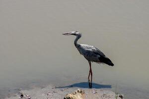 asiatique bec ouvert oiseau. photo