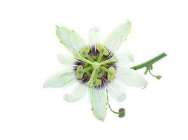 blanc passiflora Edulis fleur. photo