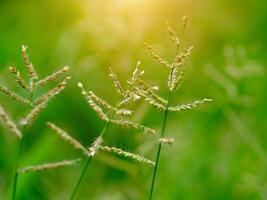fleur d'herbe avec la lumière du soleil photo