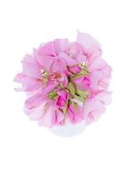 proche en haut de rose dombeya fleur photo