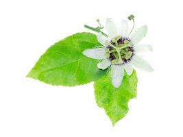 blanc passiflora Edulis fleur. photo