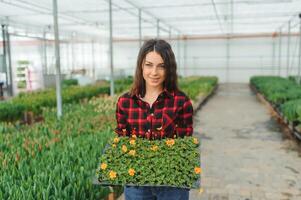 magnifique Jeune souriant fille, ouvrier avec fleurs dans serre. concept travail dans le serre, fleurs, tulipes, boîte avec fleurs. copie espace. photo