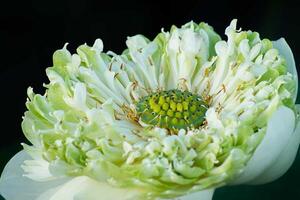 vert et blanc lotus fleur photo