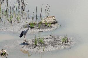 asiatique bec ouvert oiseau. photo