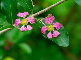 proche en haut acérola Cerise fleur. photo