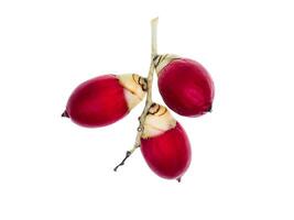 proche en haut de rouge Manille paume fruit photo