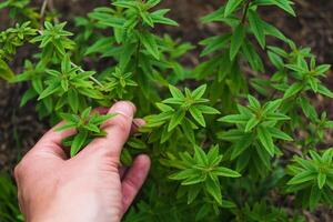 magnifique citron verveine plante dans une permaculture jardin dans été, aloysie citrodora photo