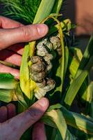 malade blé appelé blé cochonneries, pathogène champignon, ustilago Maydis, dans Mexique il est appelé huitlacoche ou mexicain truffe photo