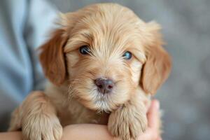 ai généré vétérinaire examiner mignonne chiot. animal de compagnie se soucier concept. génératif ai photo