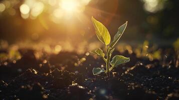 ai généré minuscule jeune arbre atteint pour le lumière optimiste Nouveau la vie dans chaud lumière du soleil photo