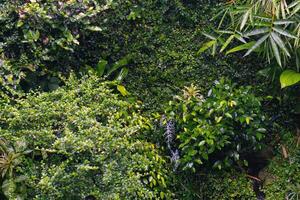 proche en haut groupe de Contexte tropical vert feuilles texture et abstrait Contexte. tropical feuille la nature concept. photo