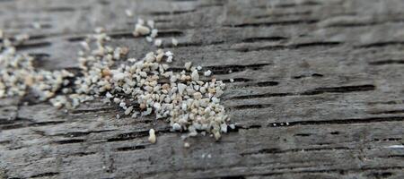 blanc sésame des graines sur une en bois Contexte photo