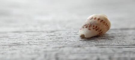 coquillage sur une en bois Contexte. fermer. sélectif se concentrer. photo