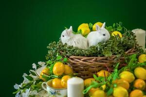 mignonne blanc lapins sont séance dans une osier panier. le décor est décoré avec fleurs et citrons. une endroit pour le texte. photo