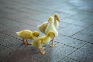 le canards sont à maison. lumière et foncé canetons marcher librement. fermer, Haut voir, une groupe de adorable peu Jaune canetons. photo