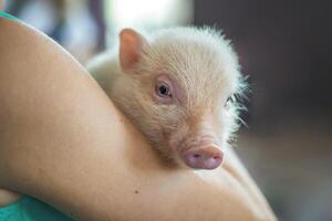 une mignonne porcin dans mon bras. mignonne peu porcin. photo