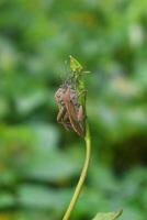 pentatomomorpha pendaison en dehors ensemble sur une feuille photo