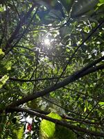 lumière du soleil brille par le canopée photo