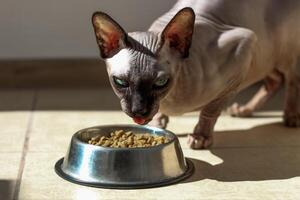 canadien chauve sphynx chat avec bleu yeux mange sec aliments. photo