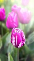 printemps Naturel Contexte avec rose tulipes dans le jardin. fermer. sélectif se concentrer. photo