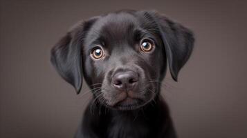 ai généré noir chien regarder à caméra photo