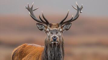 ai généré fermer de cerf avec bois photo