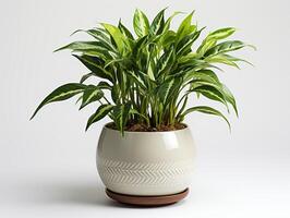 ai généré plante pot pour décoration photo