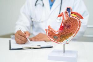 estomac maladie, médecin avec anatomie modèle pour étude diagnostic et traitement dans hôpital. photo