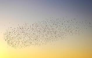 une troupeau de des oiseaux migrer dans le ciel à le coucher du soleil. représentation de liberté à thème photo